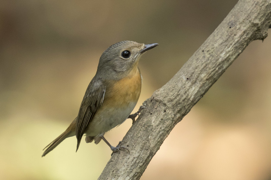 Blue throated flycatcher Rahul Alvares