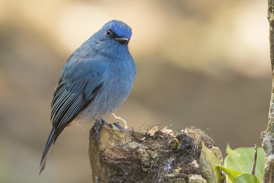 Nilgiri Flycatcher Rahul Alvares