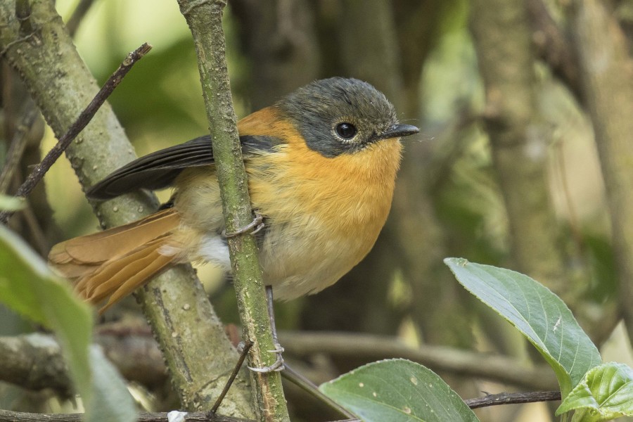 Black and orange flycatcher Rahul Alvares