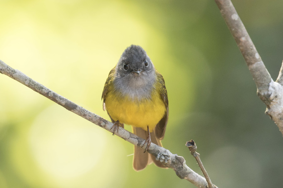 Canary Flycatcher Rahul Alvares