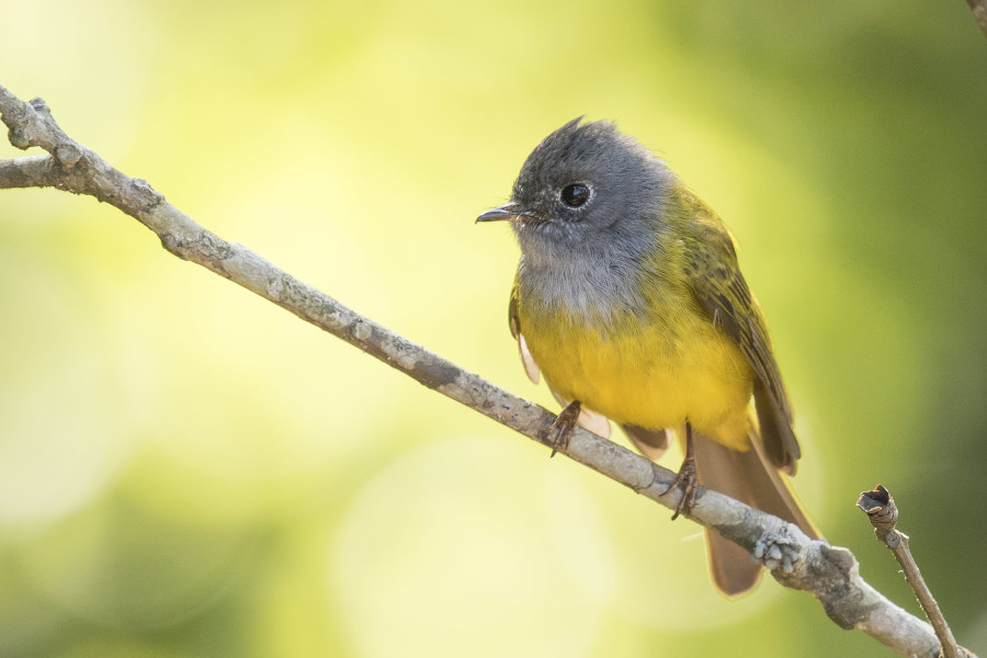 Canary Flycatcher Rahul Alvares