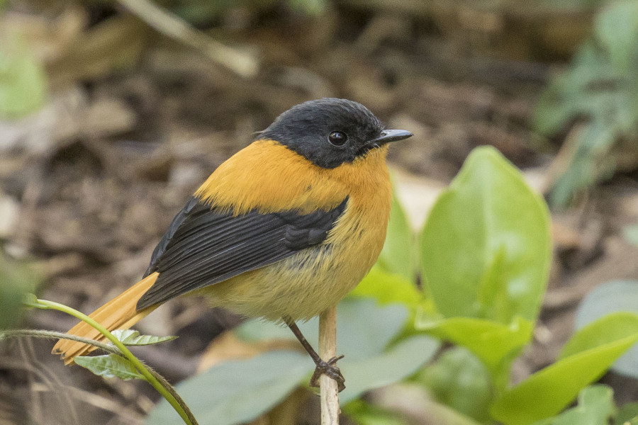 Black and orange flycatcher Rahul Alvares