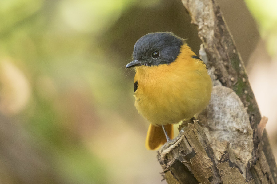 Black and orange flycatcher Rahul Alvares