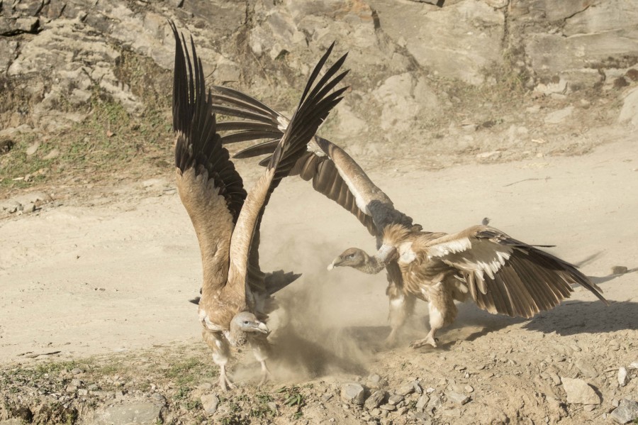 Himalayan vulture Rahul Alvares