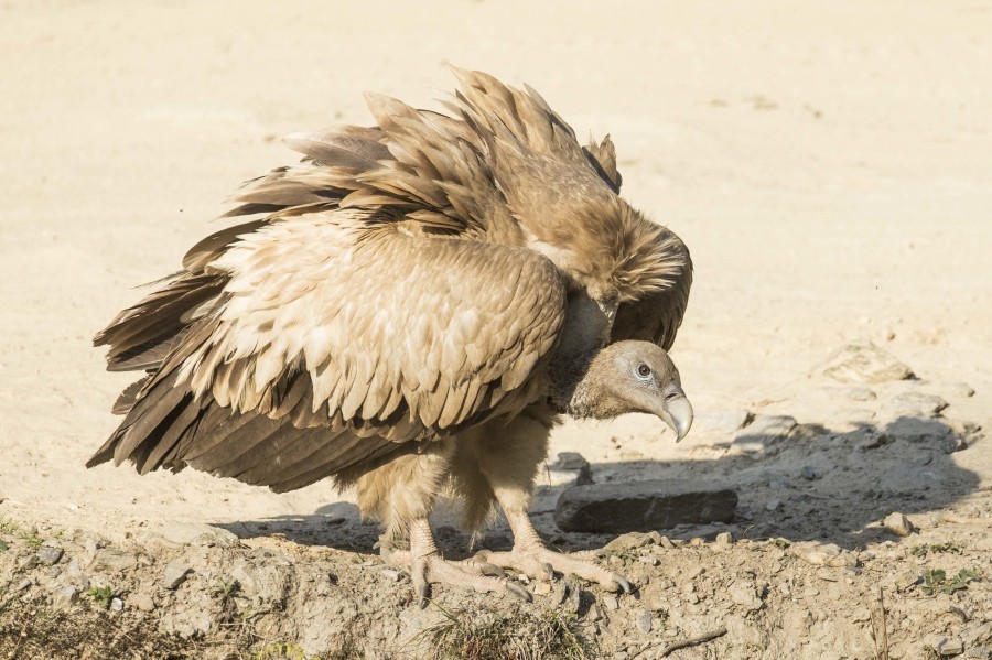 Himalayan vulture Rahul Alvares