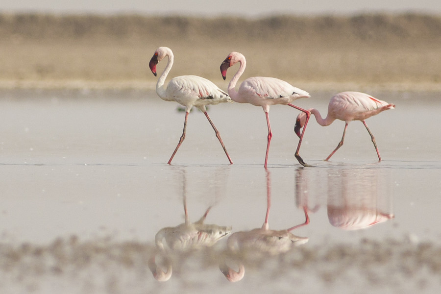 Lesser Flamingo Rahul Alvares