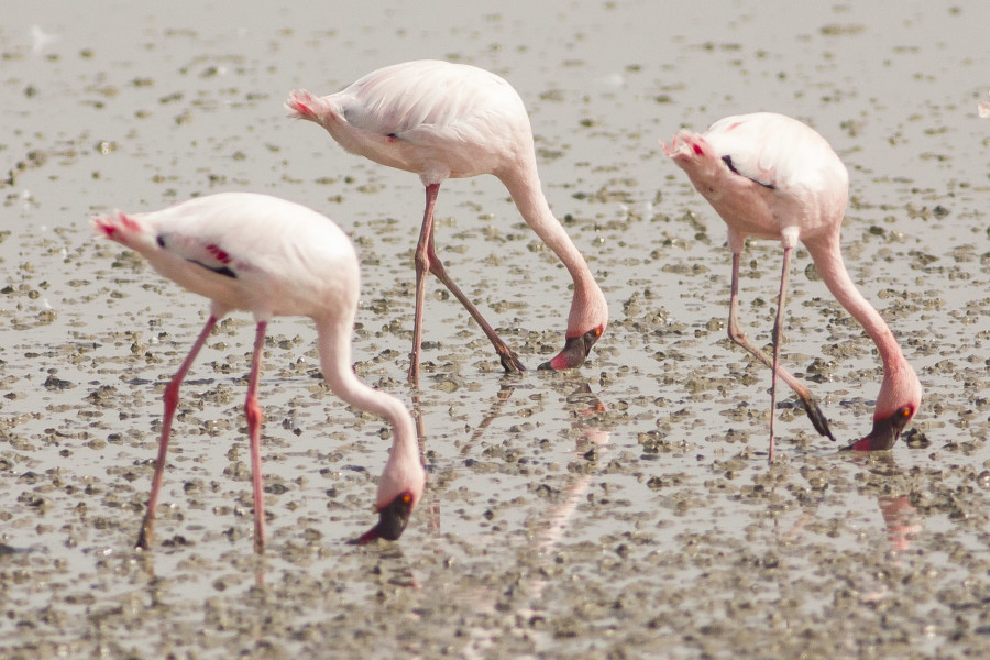 Lesser Flamingo Rahul Alvares