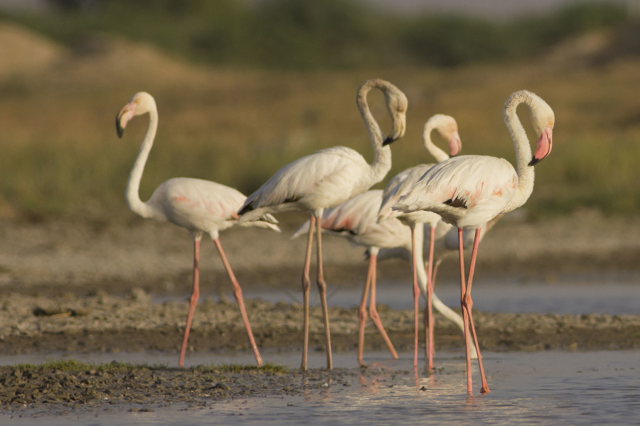 Greater Flamingo Rahul Alvares