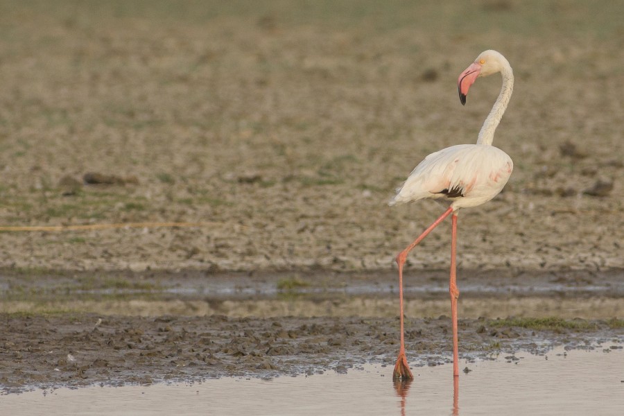 Greater Flamingo Rahul Alvares