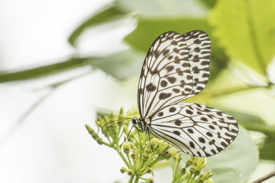 Malabar tree nymph