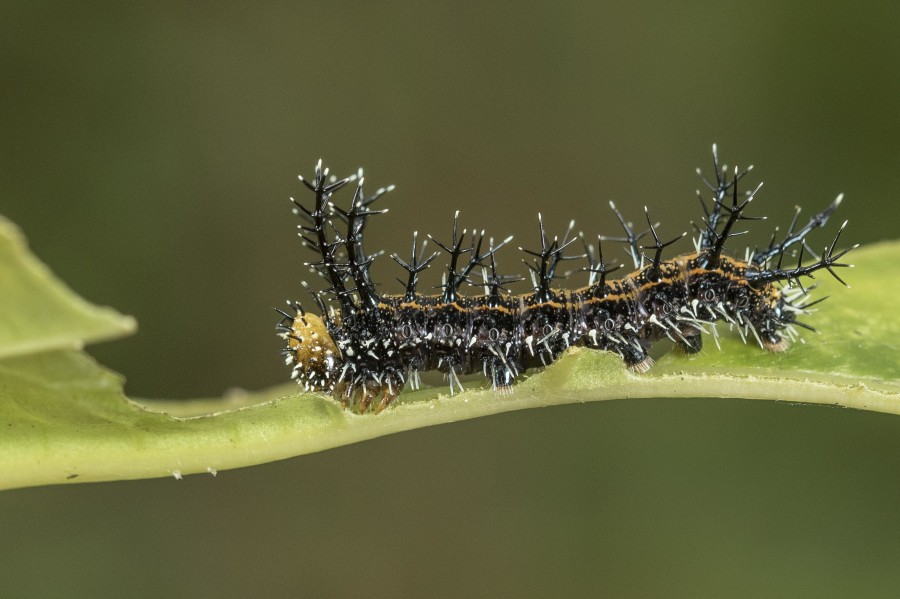 Clipper caterpillar