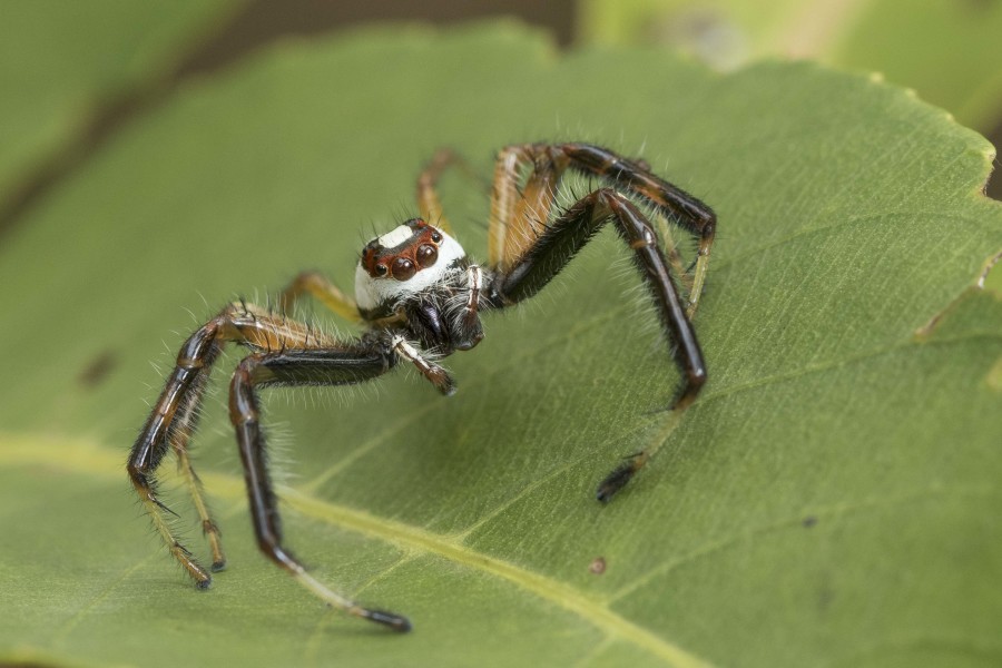 Jumping spider Rahul Alvares