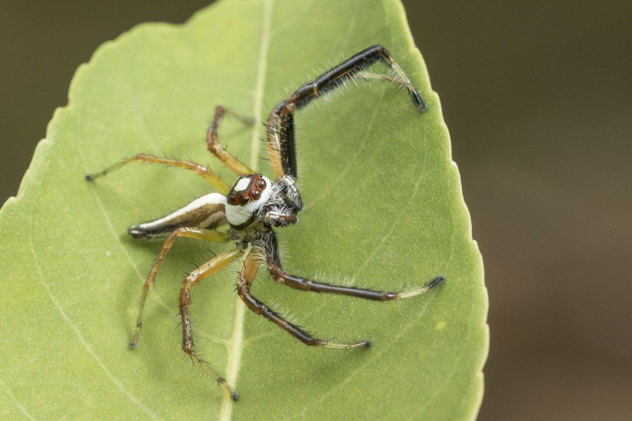 Jumping spider Rahul Alvares