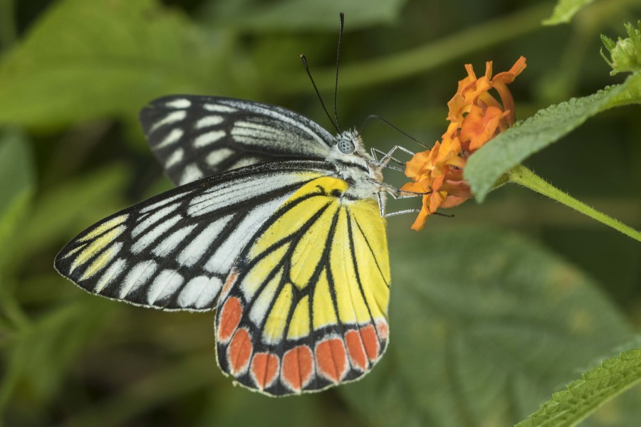 Common Jezebel