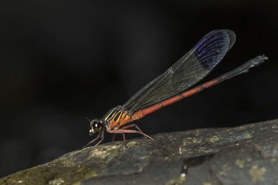 Stream ruby damselfly