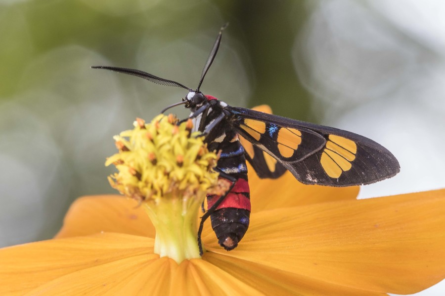 Painted handmaiden moth