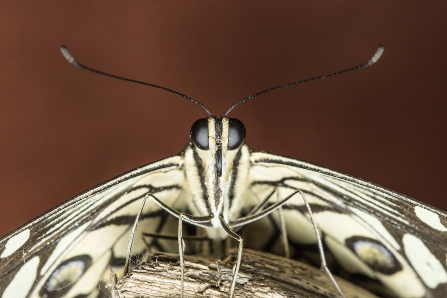 Lime butterfly