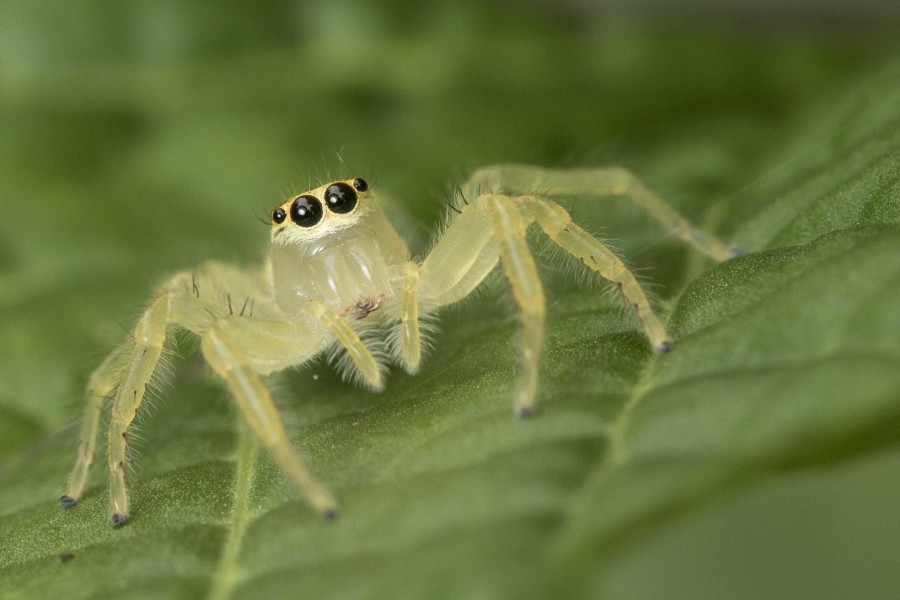 Jumping spider Rahul Alvares