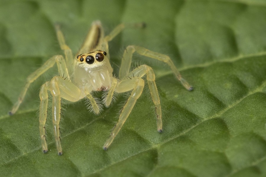 Jumping spider Rahul Alvares