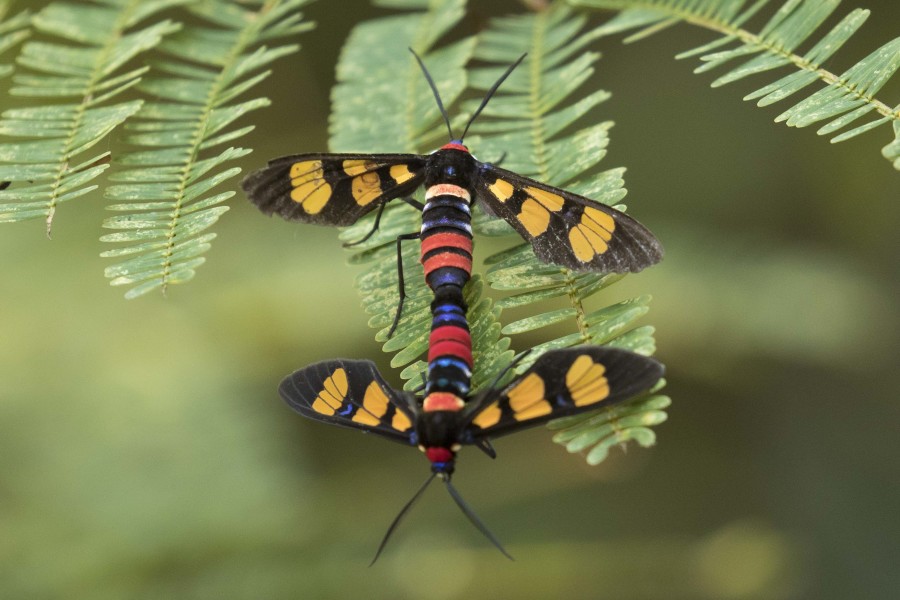 Painted handmaiden moth