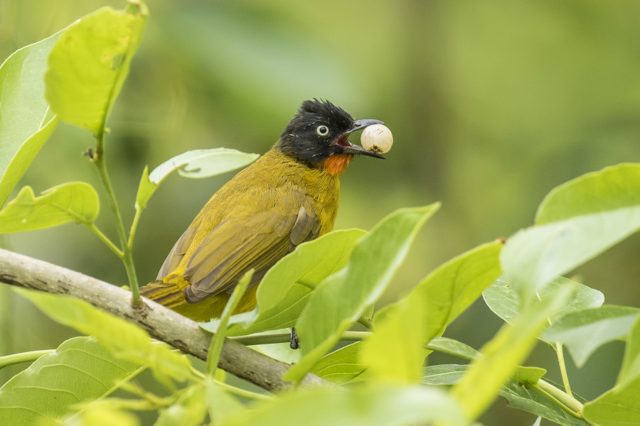 Flame throated bulbul