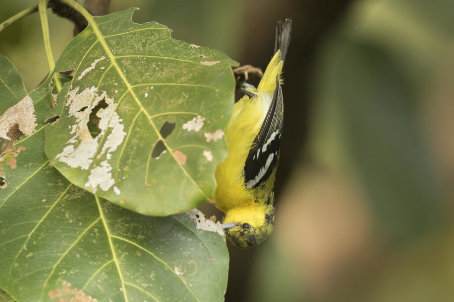 Common Iora Rahul Alvares