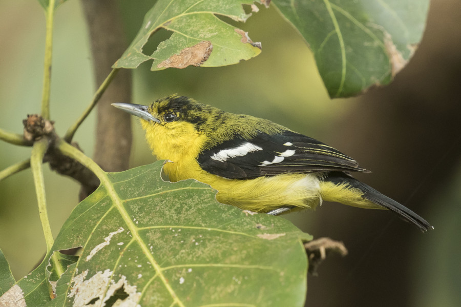 Common Iora Rahul Alvares