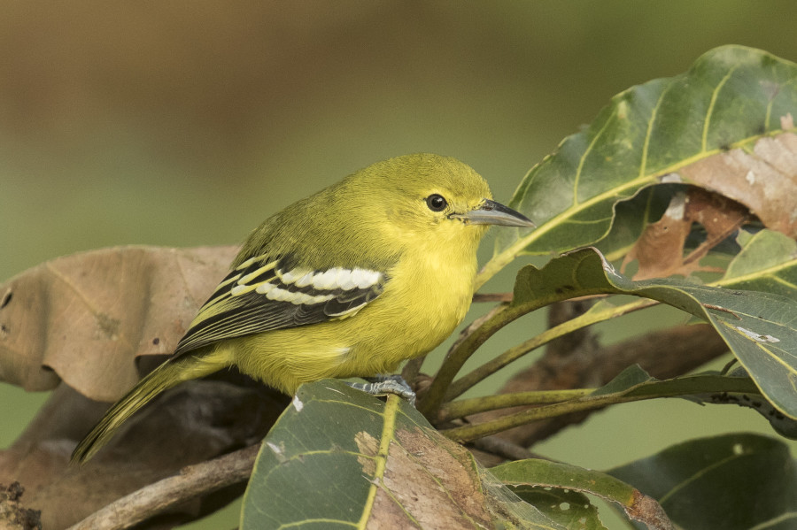 Common Iora Rahul Alvares