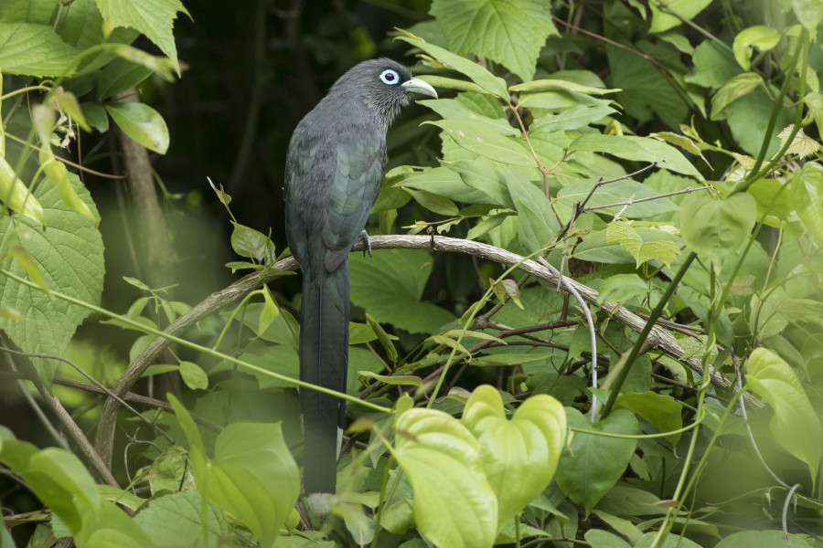 Blue faced Malkhoa Rahul Alvares