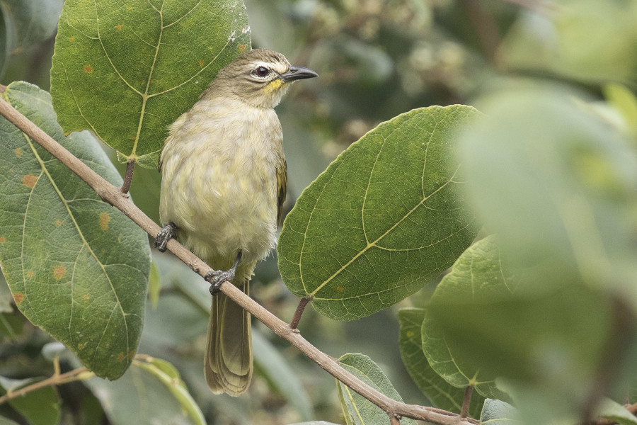 White browed bulbul