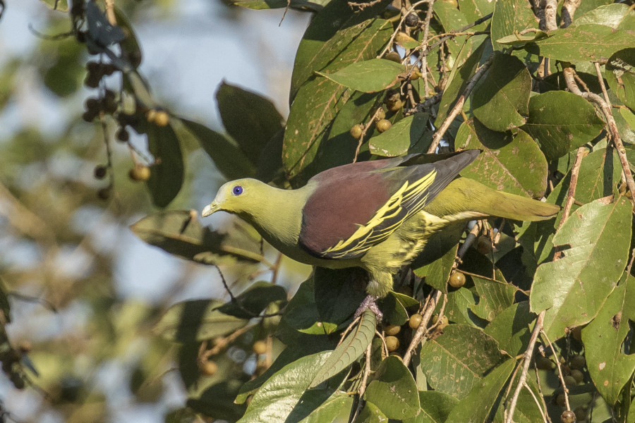 Grey fronted green pigeon Rahul Alvares