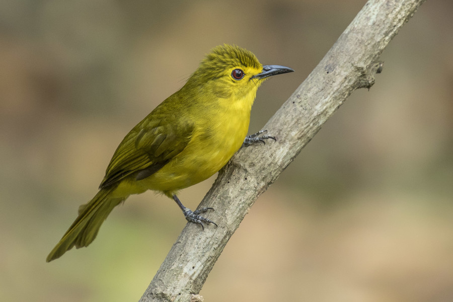 Yellow browed bulbul