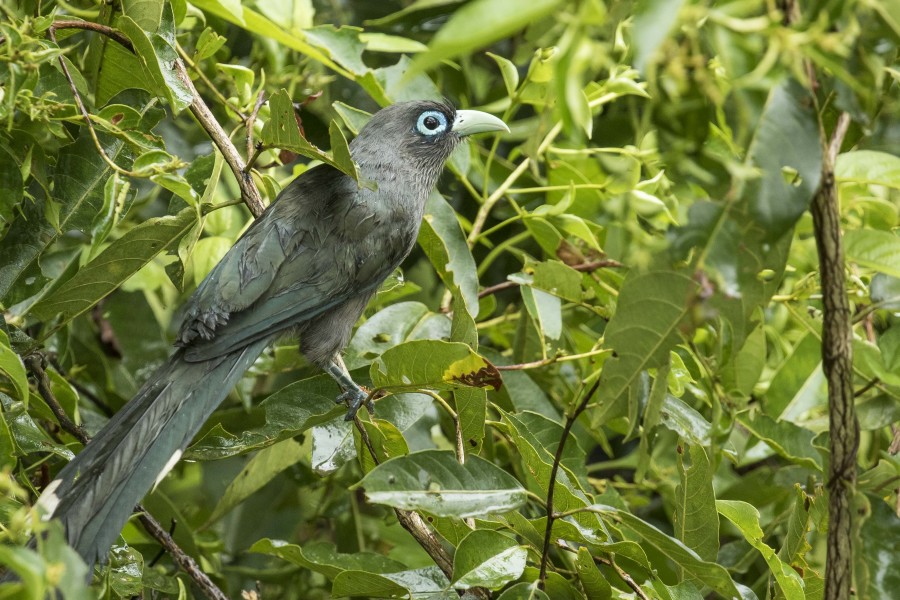 Blue faced Malkhoa Rahul Alvares