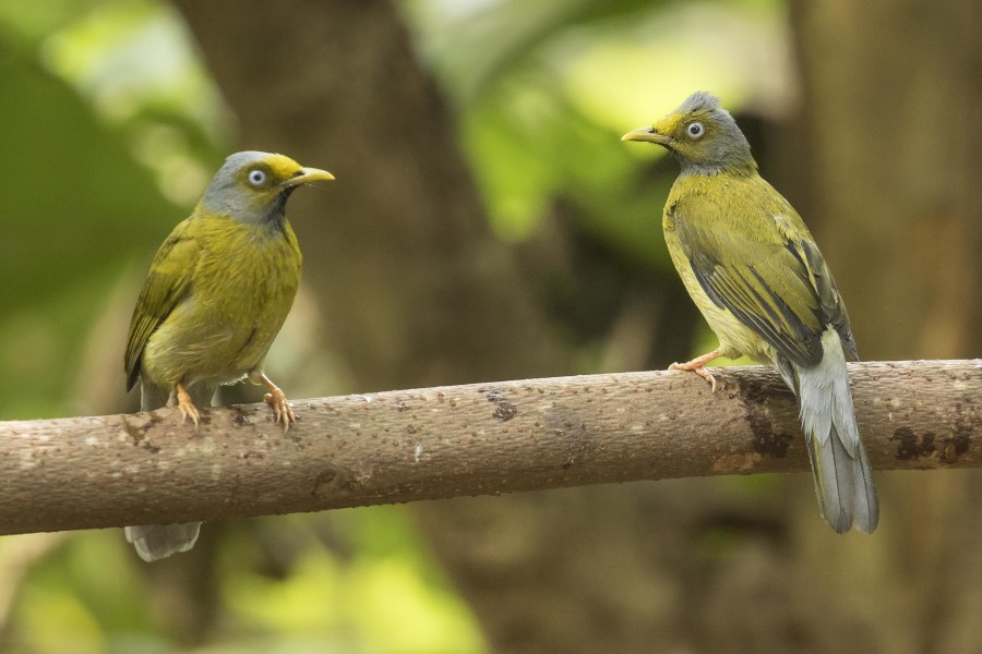 Grey headed bulbul