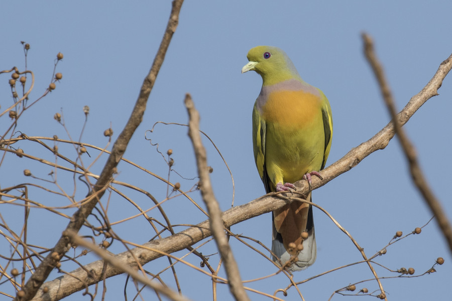 Orange breasted Green pigeon Rahul Alvares