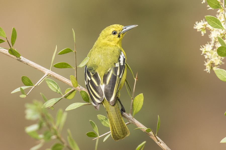 Common Iora Rahul Alvares