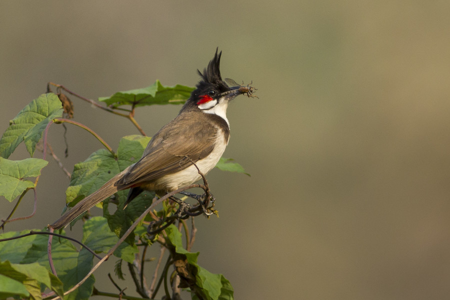 Grey headed bulbul