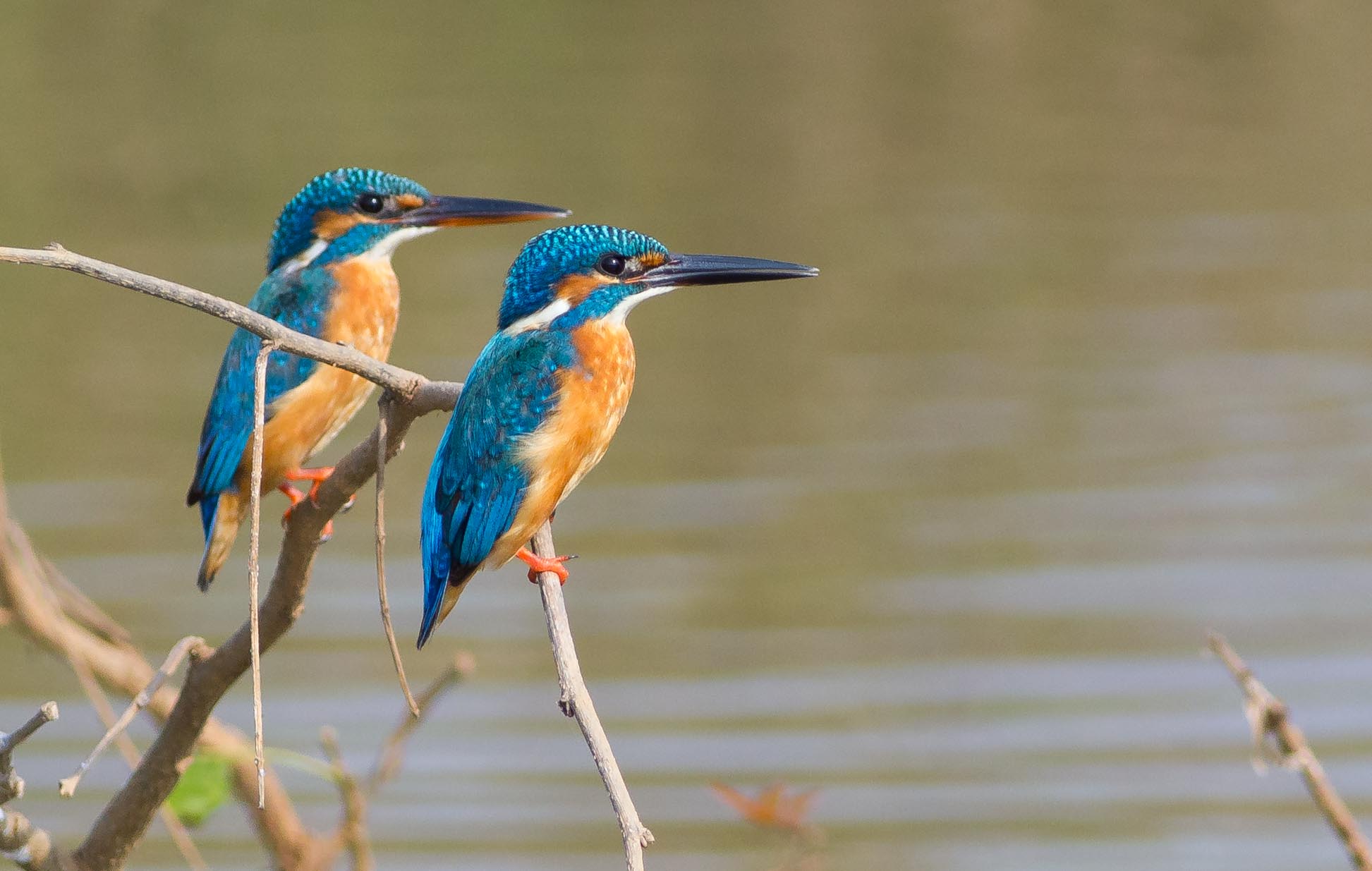 Favorite Kingfisher shots | Rahul Alvares