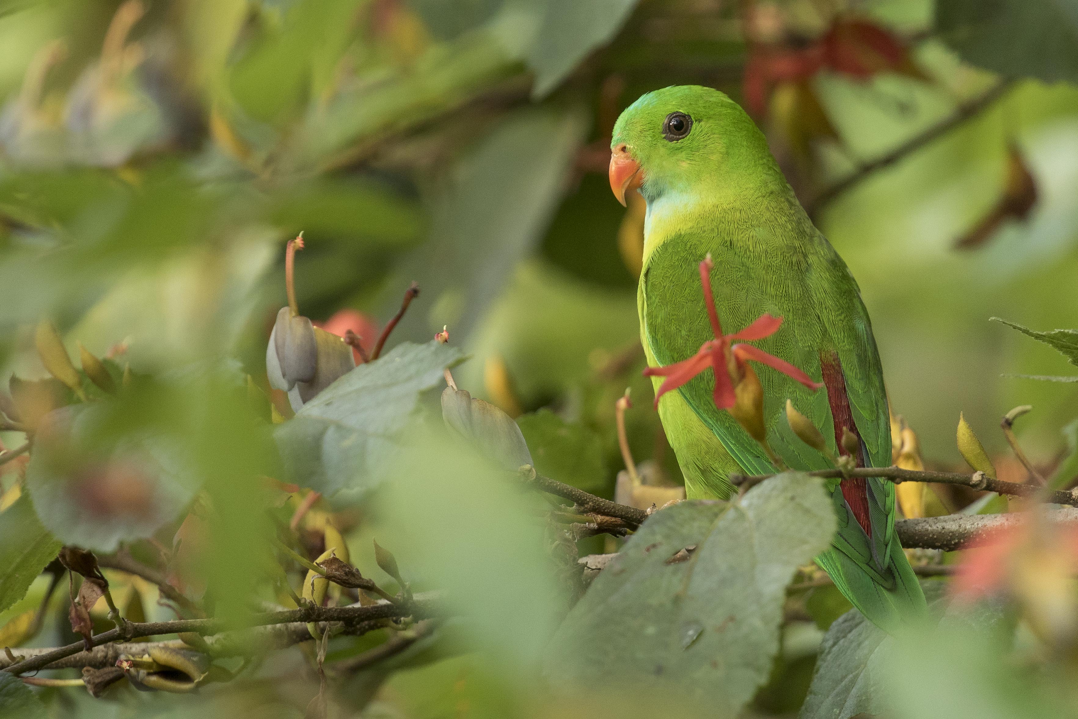 Are Parakeets Parrots