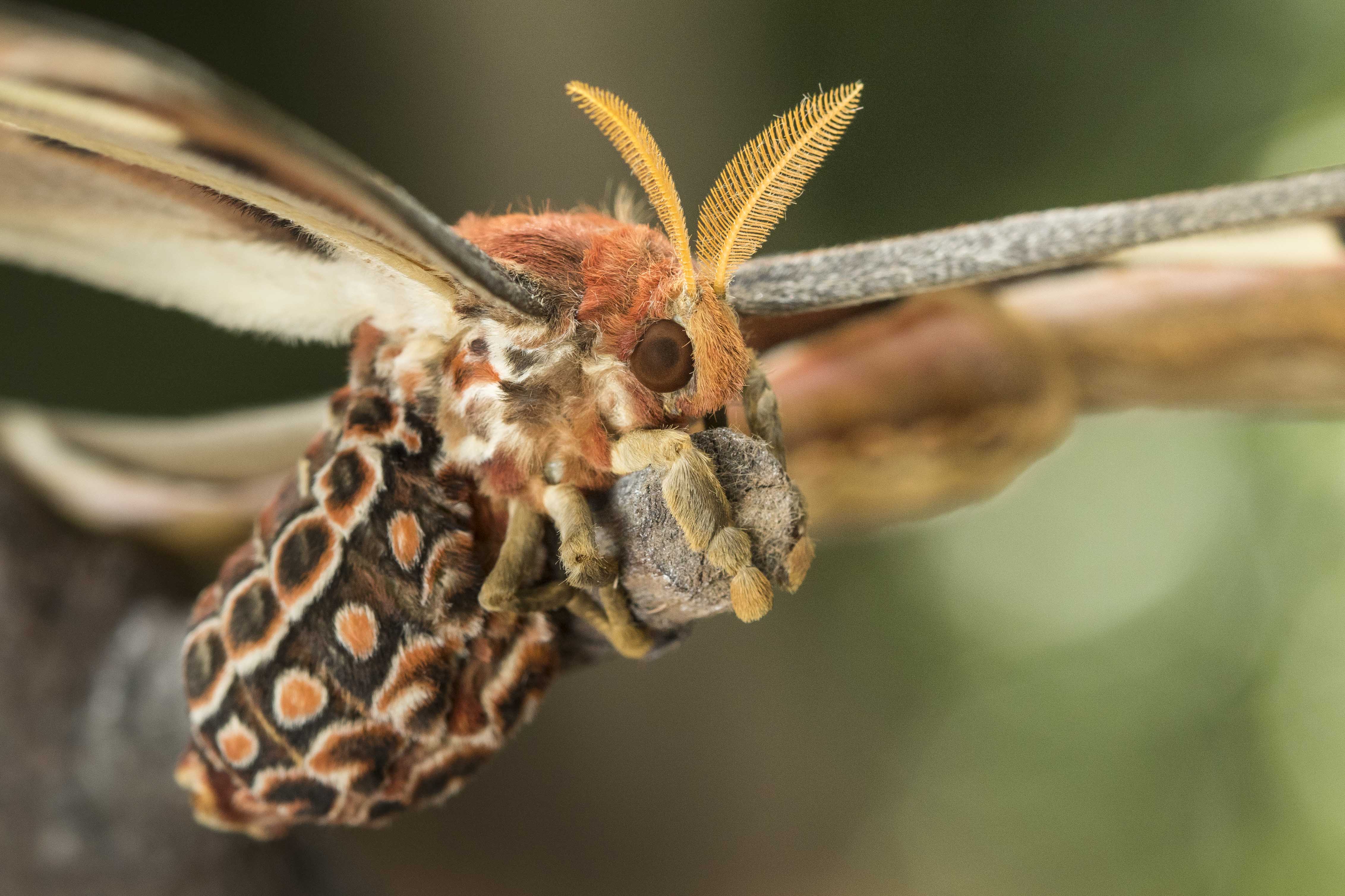 Atlas Moth Face